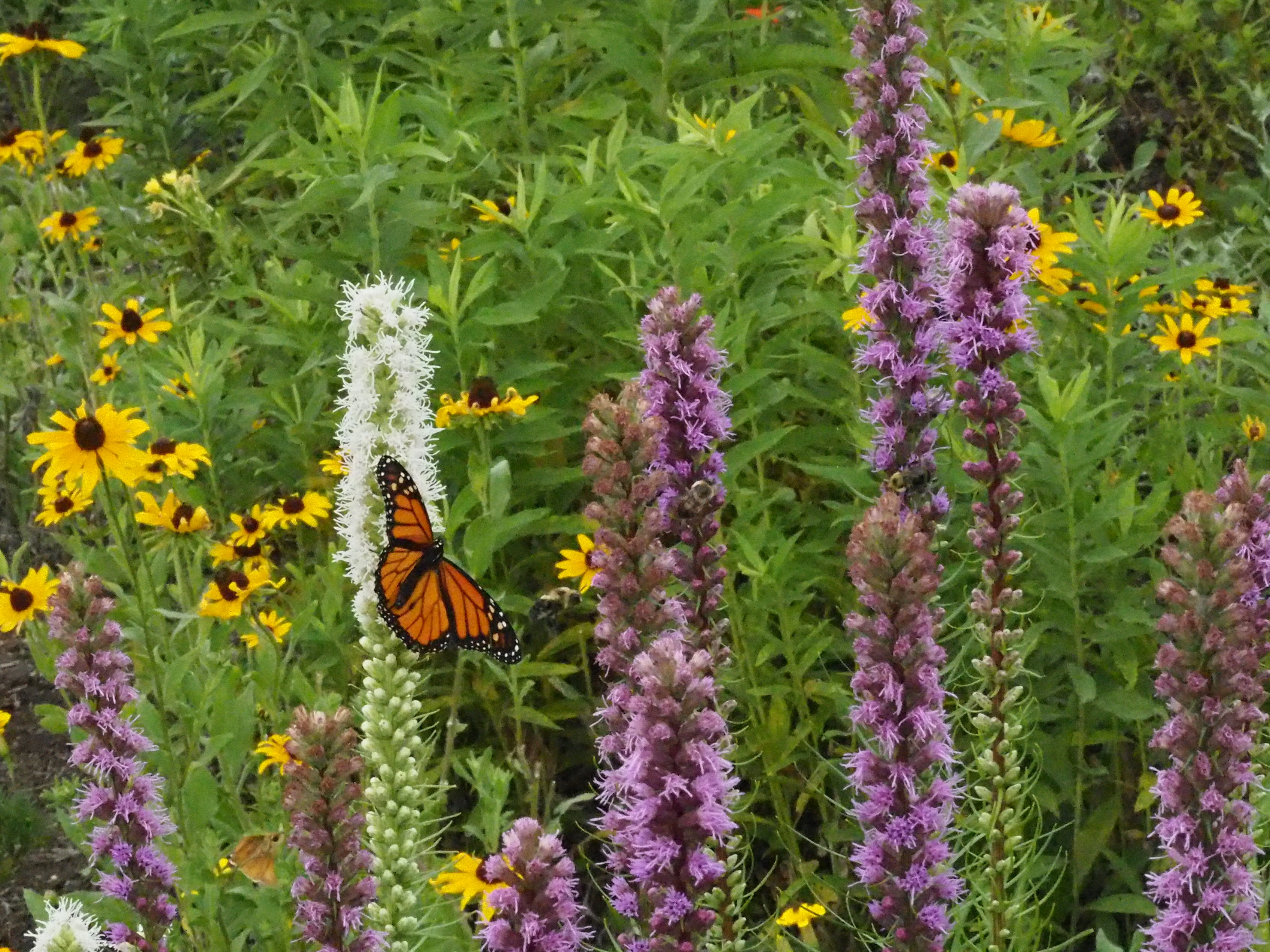 liatris spicata and rudbeckia with monarch